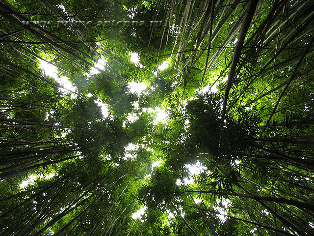 джунгли бамбук